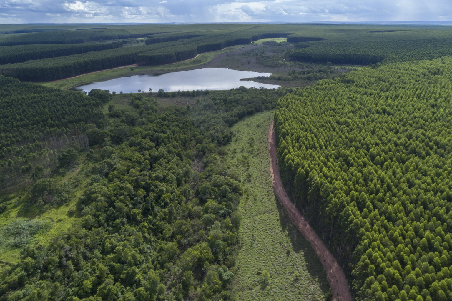 Arauco Abre 105 Vagas para Operação Florestal em Quatro Cidades de Mato Grosso do Sul