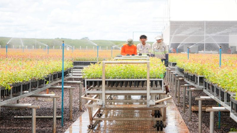 MS Florestal oferece vagas em diversas áreas de atuação em Água Clara e Bataguassu