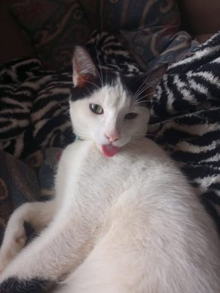 Após três meses, gatinho de Itú (SP) desaparecido em Água Clara (MS) é encontrado