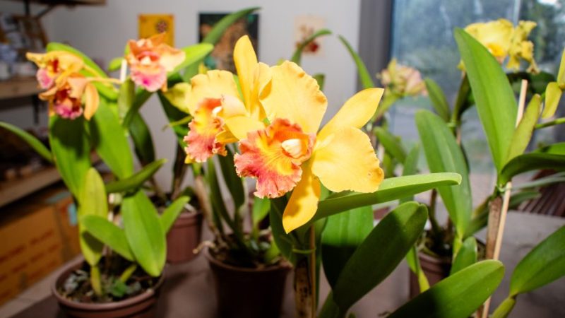 Casa do Artesão recebe nova edição da Exposição de Orquídeas e Rosas do Deserto nos dias 24 e 25