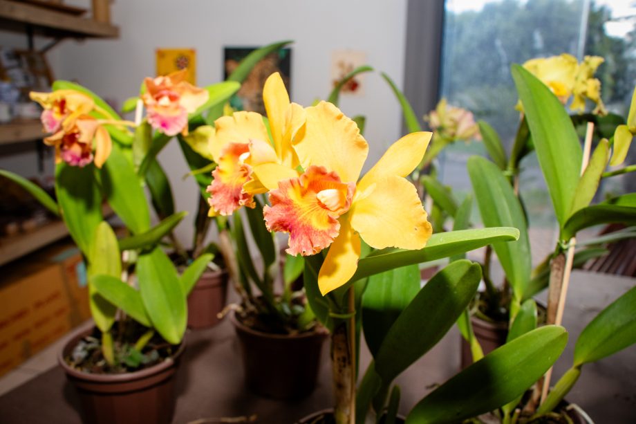 Casa do Artesão recebe nova edição da Exposição de Orquídeas e Rosas do Deserto nos dias 24 e 25