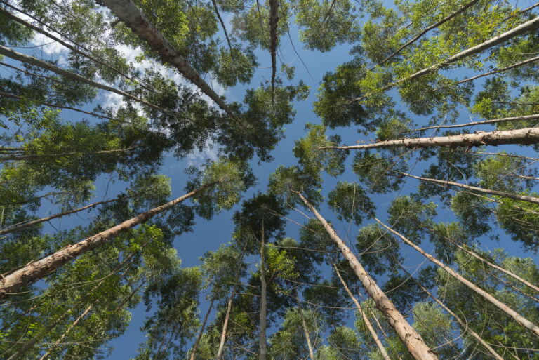 Arauco está com 59 vagas para operações florestais em MS