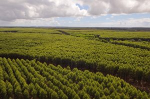 Suzano está com quatro processos seletivos abertos para suas operações em Mato Grosso do Sul Suzano está com quatro processos seletivos abertos para suas operações em Mato Grosso do Sul