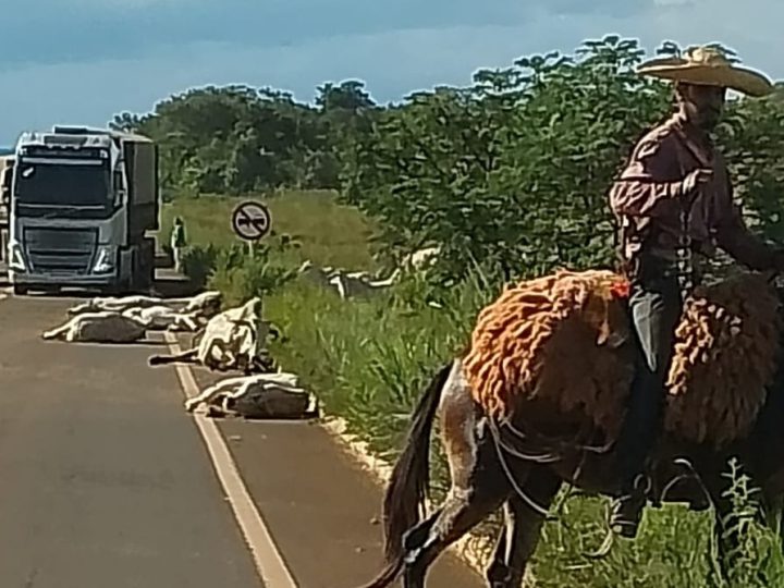 Caminhão perde o freio e atropela boiada em rodovia no Distrito de Pouso Alto