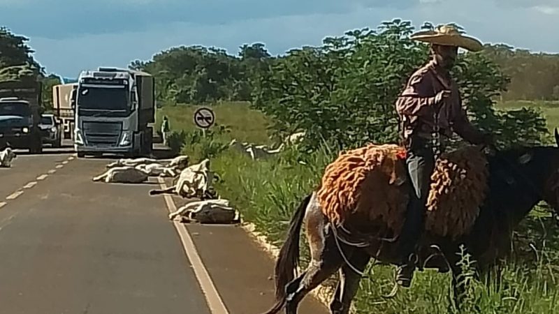 Caminhão perde o freio e atropela boiada que atravessava rodovia no Distrito de Pouso Alto