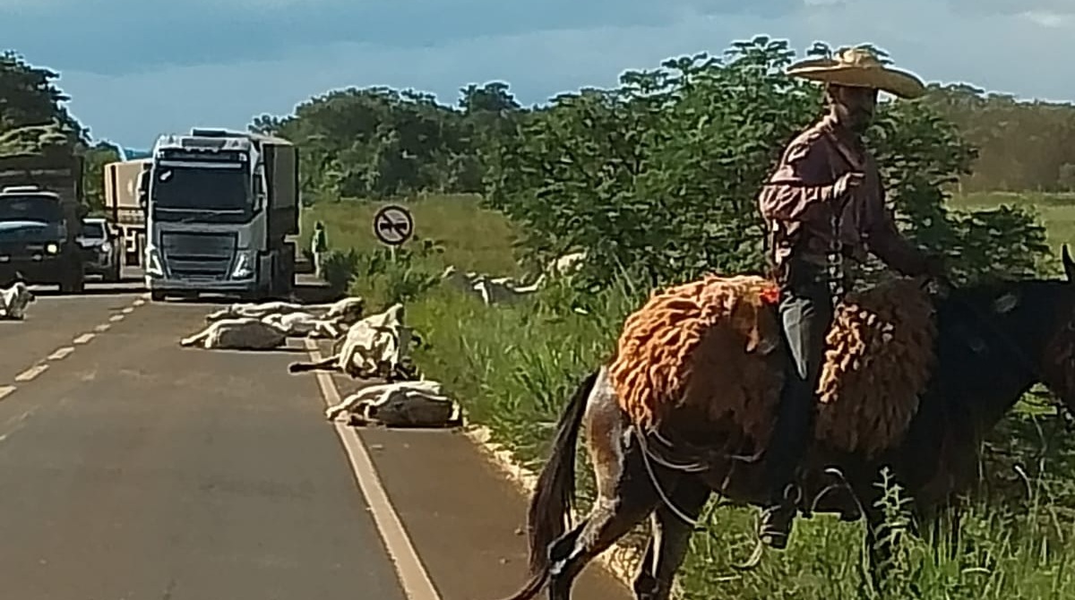 Caminhão perde o freio e atropela boiada que atravessava rodovia no Distrito de Pouso Alto