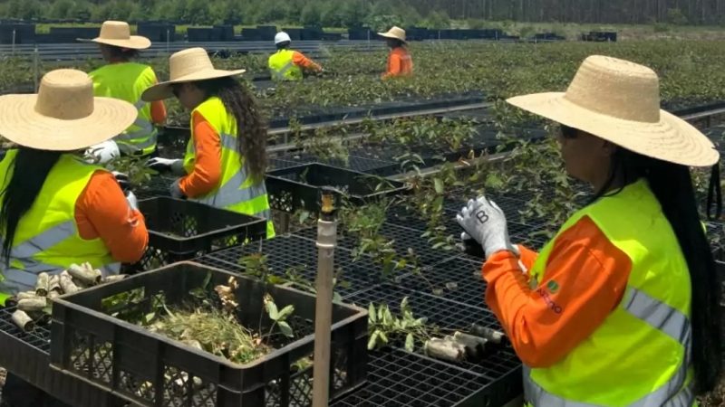 Suzano fecha 2024 com mais de 1,2 mil contratações em Três Lagoas (MS) e região