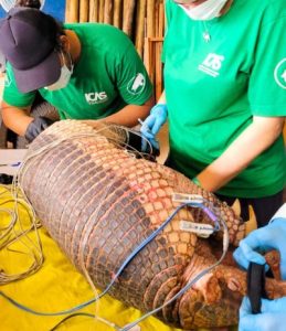 Tatu-canastra de 40 kg e 1,57m é encontrado no Parque do Pombo em Três Lagoas-MS Tatu-canastra de 40 kg e 1,57m é encontrado no Parque do Pombo em Três Lagoas-MS