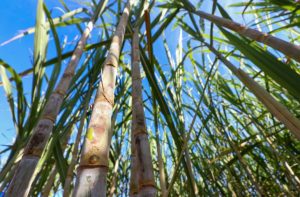 Mato Grosso do Sul tem produção recorde de etanol e avança na descarbonização do setor bioenergético Mato Grosso do Sul tem produção recorde de etanol e avança na descarbonização do setor bioenergético