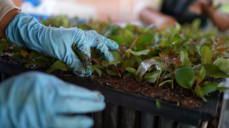 MS Florestal abre vagas de emprego em Água Clara,Bataguassu e Santa Rita do Pardo