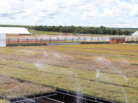 Sustentabilidade e Tecnologia: como a MS Florestal reduz o consumo de água no viveiro de Água Clara