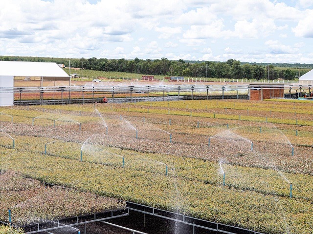 Sustentabilidade e Tecnologia: como a MS Florestal reduz o consumo de água no viveiro de Água Clara