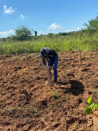 Projeto Flora MS avança com 750 mudas plantadas no  Vista Alegre, em Água Clara-MS