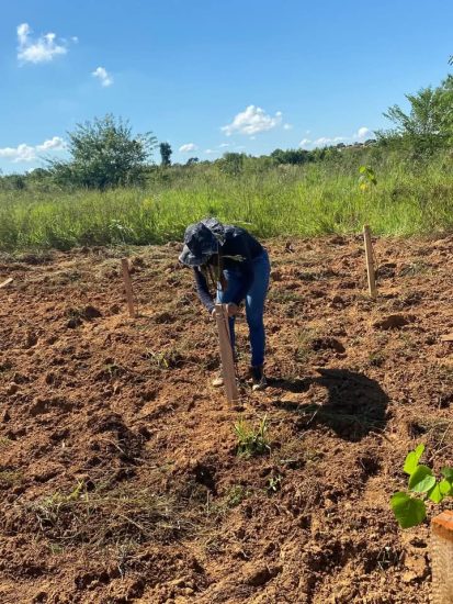 Projeto Flora MS avança com 750 mudas plantadas no  Vista Alegre, em Água Clara-MS
