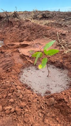 Suzano adota solução sustentável para reduzir efeitos das mudanças climáticas nas florestas plantadas de eucalipto