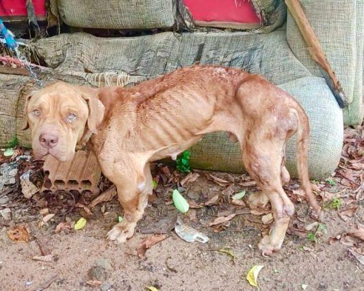 Tutor é preso em flagrante pelo crime de maus-tratos contra um Pitbull