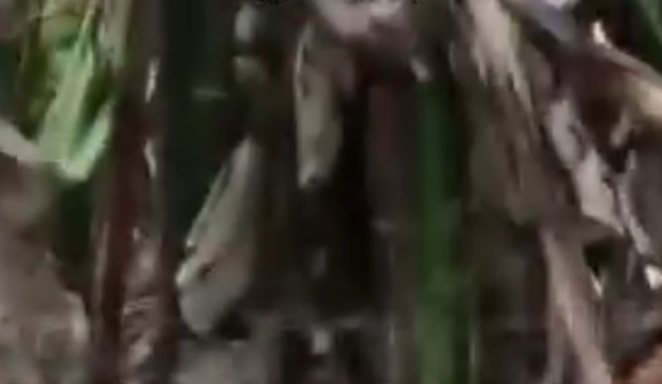 Restos mortais de Jorginho, atacado por onça no Pantanal, são encontrados