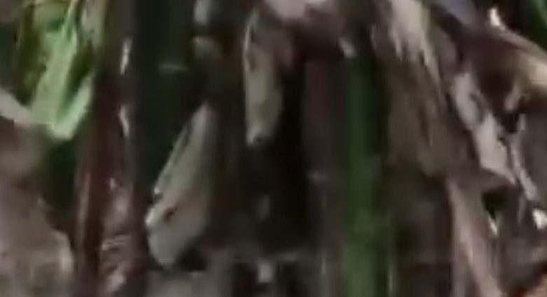 Restos mortais de Jorginho, atacado por onça no Pantanal, são encontrados