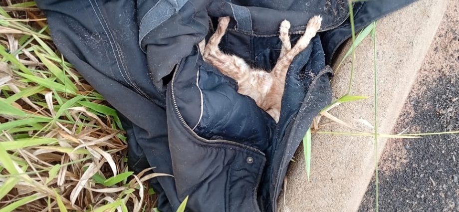 Moradora denuncia o descarte de animais próximo à sua casa, em bairro de Água Clara