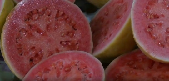 Goiaba é aliada da saúde: fruta popular no Brasil ajuda a controlar pressão e colesterol ruim