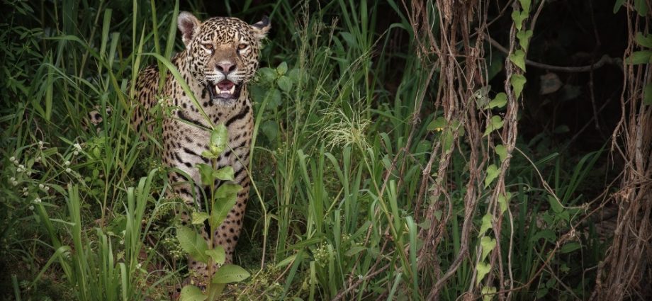 Caseiro morto por onça no Pantanal alimentava o animal e isso teria motivado o ataque fatal