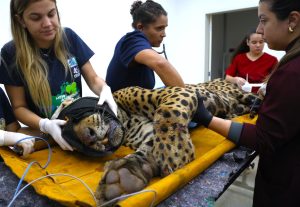 Onça que matou caseiro não retornará para o Pantanal Onça que matou caseiro não retornará para o Pantanal
