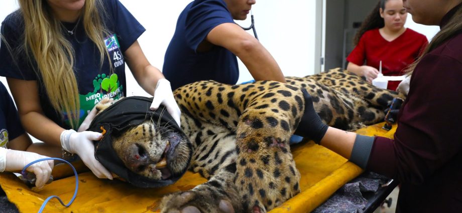 Onça que matou caseiro não retornará para o Pantanal