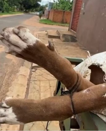 Pitbull é morto por asfixia após suposta tentativa de ataque em Campo Grande; caso revolta moradores
