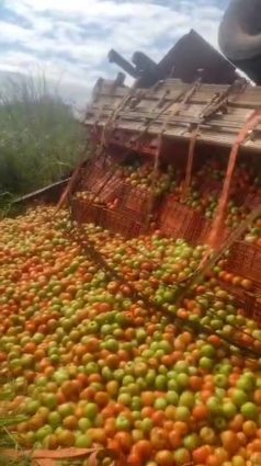 Caminhão carregado de tomate sai da pista e capota na MS-377, entre Água Clara e Inocência