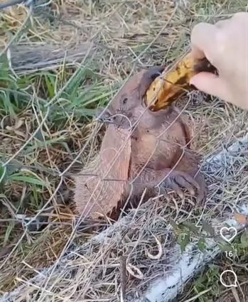 Tatus famintos em reserva militar de Três Lagoas preocupam Moradoras que fazem caminhada