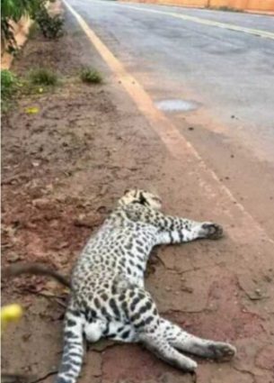 Dois filhotes de jaguatirica  m0rreram atropelados em rodovias na região de Água Clara-MS