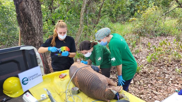Suzano e ICAS se unem para promover a conservação do tatu-canastra em Mato Grosso do Sul