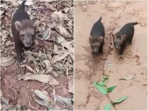 Eldorado Brasil registra 460 espécies de animais silvestres em suas áreas florestais