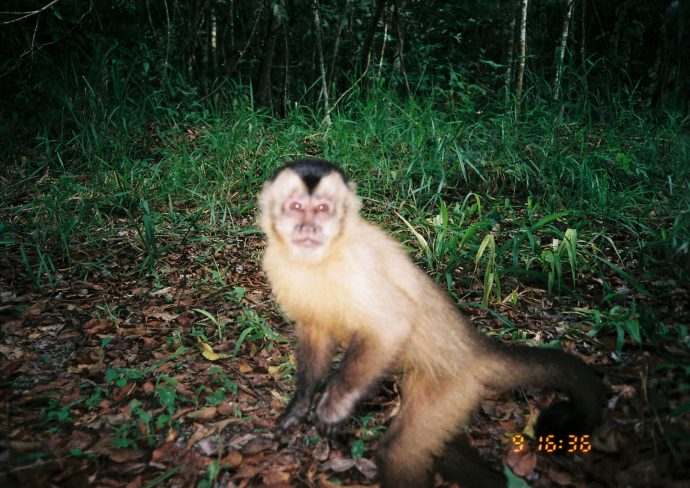 Suzano e UFMS firmam parceria para proteção do macaco-prego-do-papo-amarelo no Cerrado Sul-mato-grossense
