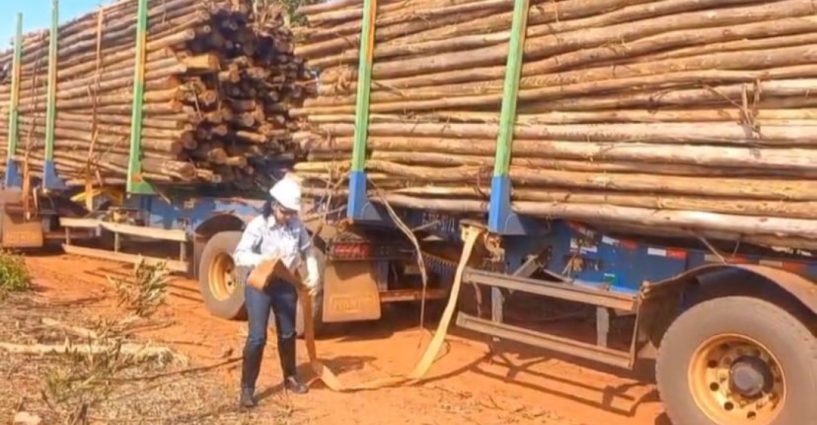 Suzano e SEST/SENAT impulsionam qualificação profissional e geração de empregos no setor florestal em Três Lagoas (MS)