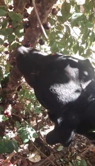 Cachorros podem comer jabuticaba? O que acontece se isso ocorrer?