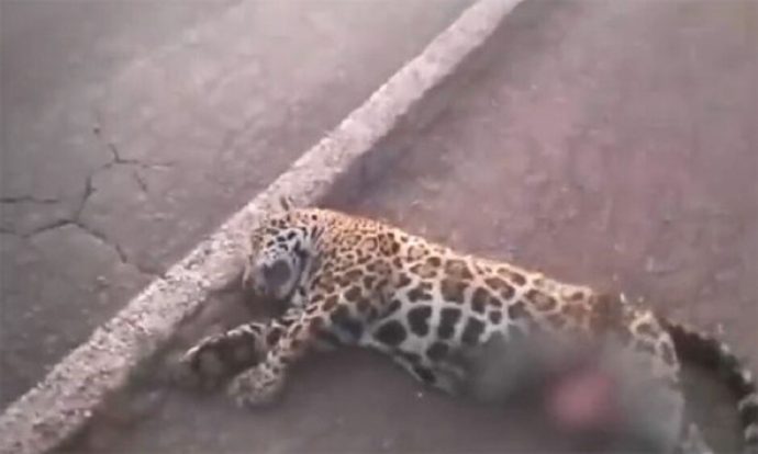 Mais uma onça-pintada morre atropelada na rodovis BR-262