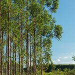 Arauco leva inovação sustentável e grandes projetos ao Show Florestal 2025, que acontece em Três Lagoas-MS