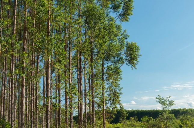 Arauco leva inovação sustentável e grandes projetos ao Show Florestal 2025, que acontece em Três Lagoas-MS