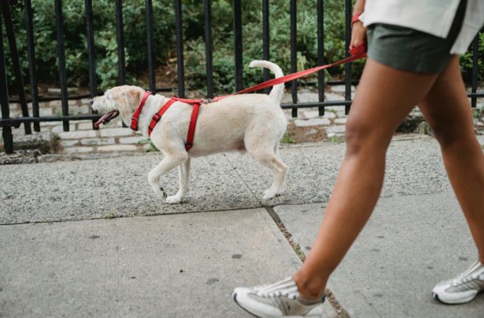 Com população pet em crescimento, como fica a hora do passeio com o melhor amigo em Campo Grande?